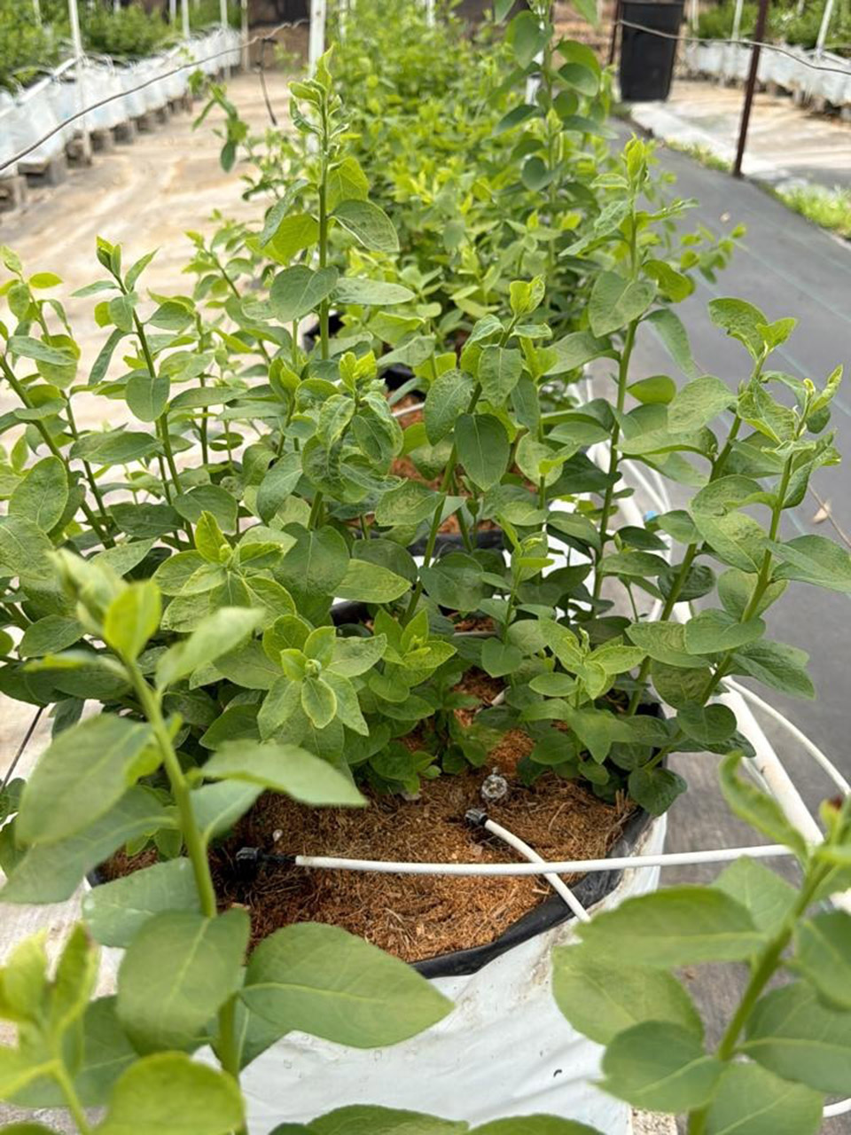 Arandanos