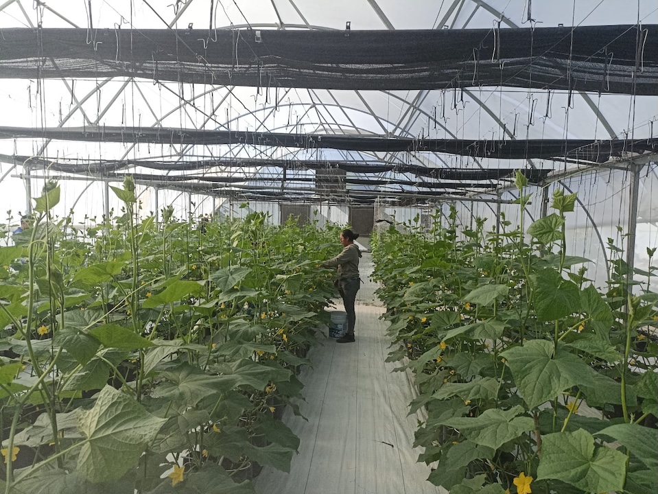 Invernadero de Pepino