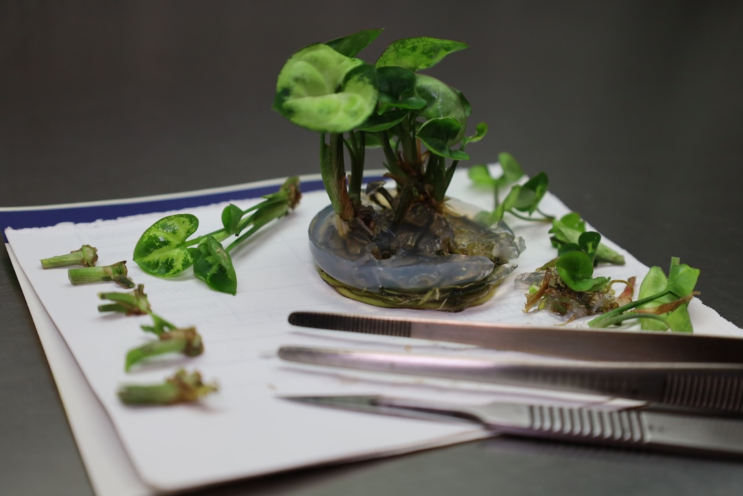 Laboratorio de Micropropagación