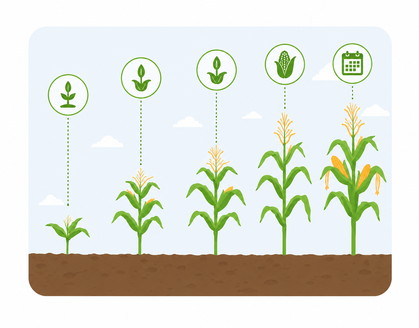 Ciclo agricola